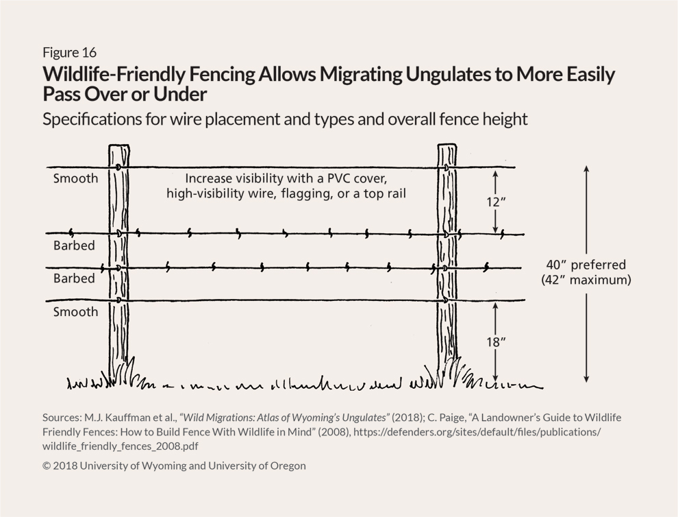 Line drawing of a wildlife-friendly fence design, with four strands of wire running between two posts.  The top wire is smooth and between 40 and 42 inches high; text suggests this top wire should have a PVC cover, flagging, or a top rail or be made with high-visibility wire to increase visibility. The middle two wires are made of traditional barbed wire and are placed 12 inches below the top wire to prevent entanglement. The bottom wire is smooth to protect animals that prefer to pass under fences and is placed 18 inches above the ground. 