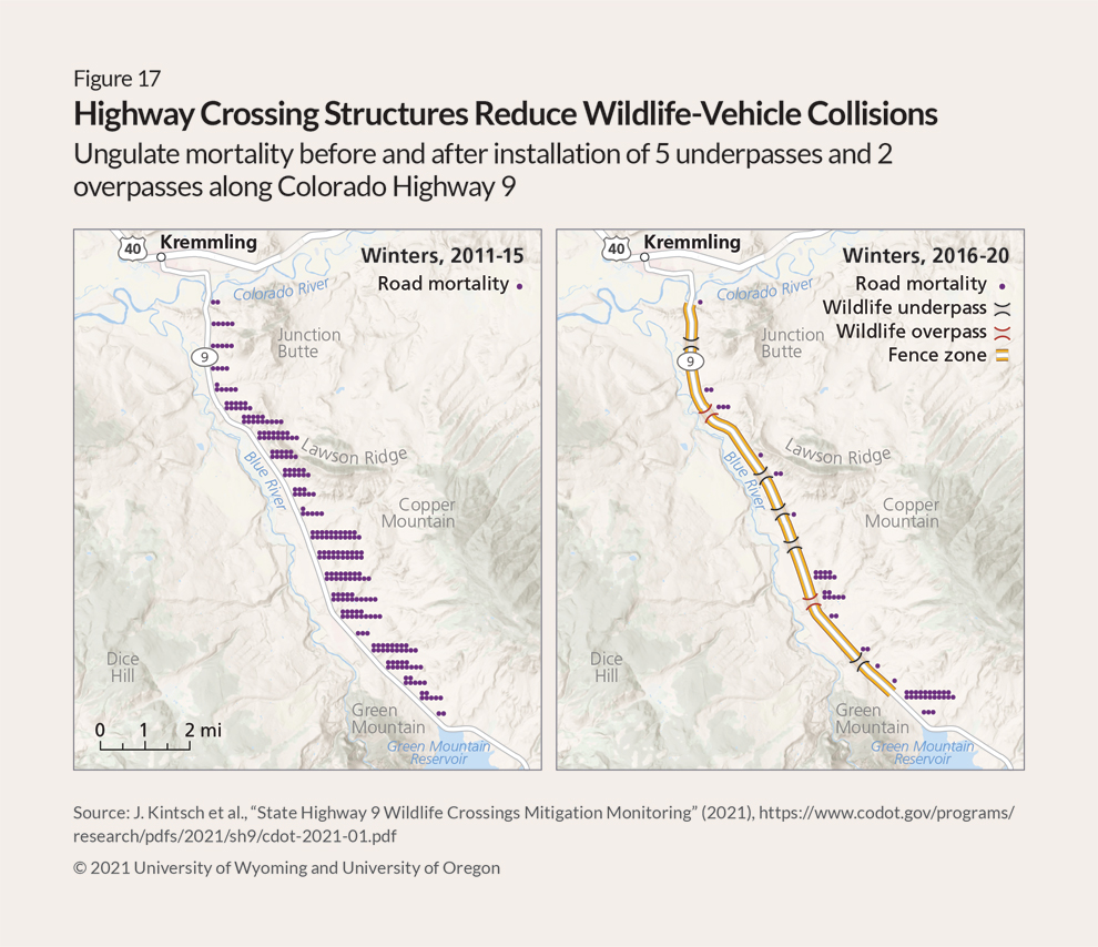 Two maps, side by side, show Colorado state Route 9 running northwest to southeast between Kremmling and the Green Mountain Reservoir. The map on the left shows purple dots arranged in clusters, some large, where dozens of animals, mostly mule deer, died in wildlife-vehicle collisions in winters from 2011 through 2015. The map on the right shows animal deaths from 2016 to 2020 after two overpasses and five underpasses, marked in black and red, respectively, were constructed to allow wildlife to safely cross the road. Protective fences, indicated with yellow lines on either side of the highway, run between the crossing structures to guide animals along the safe path. The purple dots on this map are far fewer and are concentrated at the southern end of the project where the fence ends, and just north of the first overpass.
