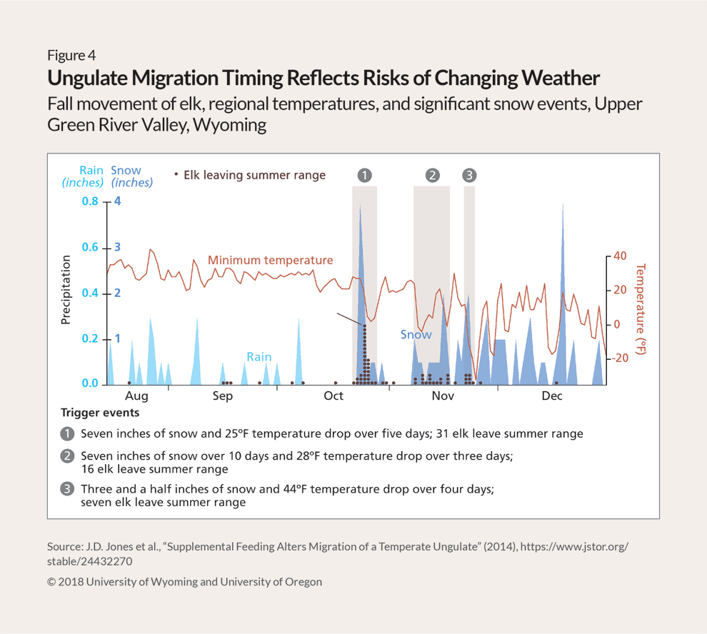 A combination shaded-area and line chart showing temperature changes and precipitation totals in the Green River Basin from August through December and their effects on elk behavior. The precipitation is represented by peaks and valleys in light blue for rain and dark blue for snow. An orange line shows the temperatures. Small brown dots, which usually overlap the precipitation peaks, represent elk leaving their high summer range. Three specific periods, identified as “trigger events,” are highlighted. First, a five-day period in late October when 7 inches of snow and a 25-degree temperature drop occurred and 31 elk left the summer range. Second, in mid-November, 7 inches of snow fell over 10 days and the temperature dropped 28 degrees over three days; 16 elk left the summer range during that span. And third, a few days later, 3 ½ inches of snow fell and the temperature dropped 44 degrees over four days, pushing another seven elk off the summer range. Over the full span covered by the graph, very few elk left their summer range except during those three periods.