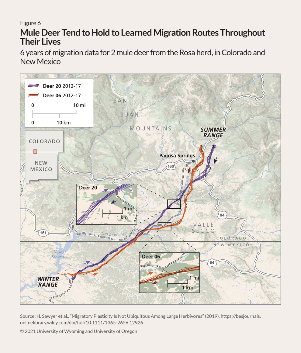 Map showing the paths, one in blue and the other in red, that two mule deer traveled between their winter range near Aztec, New Mexico, and their summer range near Pagosa Springs, Colorado, annually from 2012 to 2017. The lines mostly overlap, with only a few deviations. Additionally, insets show that although the deer generally did not step in their exact footsteps year over year, they stayed within a fraction of a mile of their previous years’ paths throughout their routes.