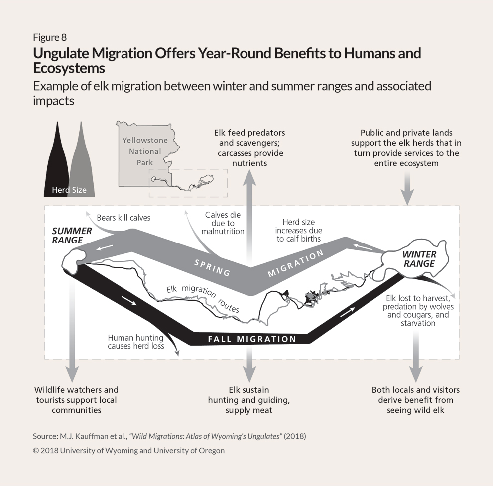 Illustration of an annual elk migration with notations showing the benefits it presents for humans, other wildlife, the ecosystem, and the elk themselves. The fall and spring migrations are identified by two sets of black and gray lines, respectively. One simply shows the routes. The other shows the direction of travel, west (leftward) in spring and east (rightward) in fall, and the change in herd sizes, represented by varying line thicknesses, throughout the journey. The fall migration begins as a moderately thick black line leaving the summer range in Yellowstone National Park. This migration supports wildlife viewing and tourism, as well as hunting, which results in herd losses shown by the thinning of the line as it reaches the winter range at right. The spring migration begins as a very narrow gray line indicating winter herd losses to hunting, predation, and starvation. Moving leftward, the line widens significantly due to calf births, although some elk are lost to malnutrition and predation. The thickest line—and the largest herd size—of the year approaches Yellowstone, where bears take some calves, reducing the herd’s size slightly as it reaches its summer range.