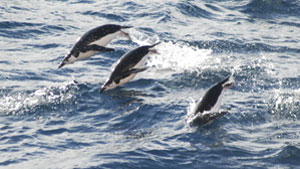 Dolphins