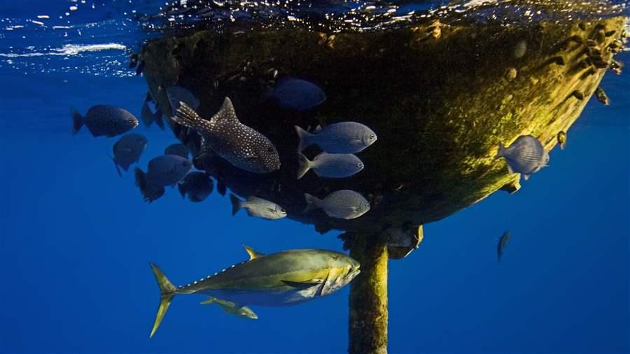 Bigeye Tuna Refuge