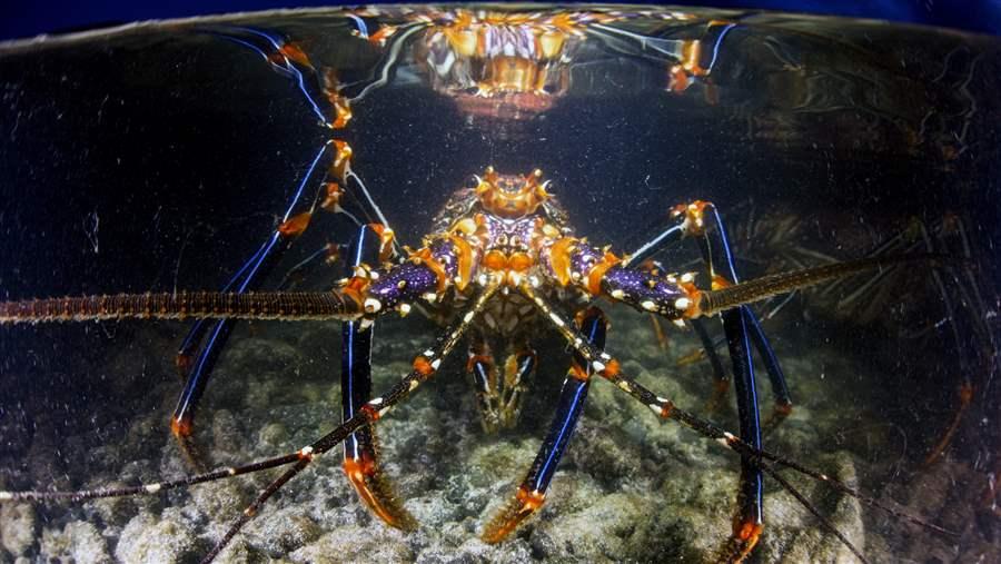 Spiny Lobster