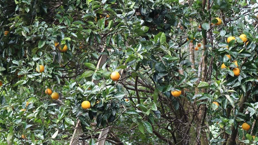 Pitcairn Island Marine Reserves