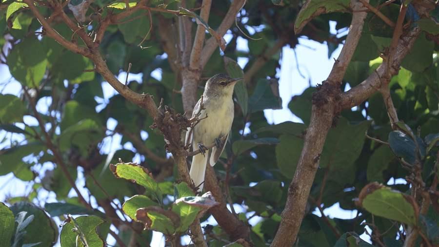 Pitcairn Island Marine Reserve