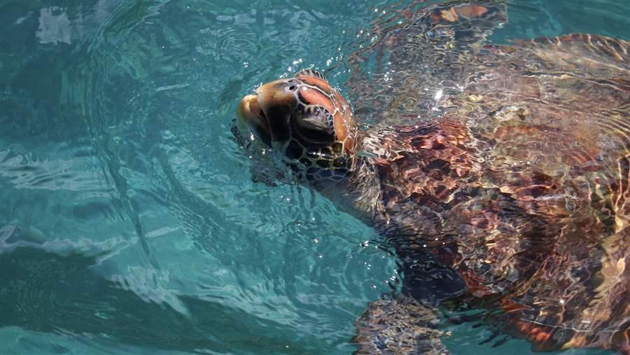 Pitcairn Island Marine Reserve