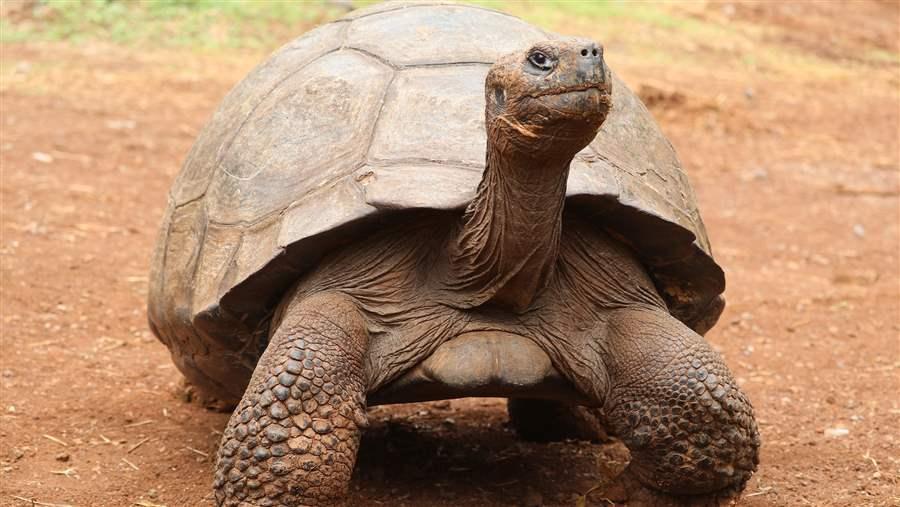 Pitcairn Island Marine Reserve