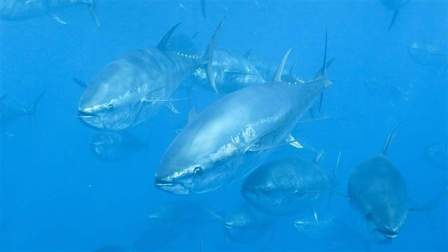 Atlantic bluefin tuna