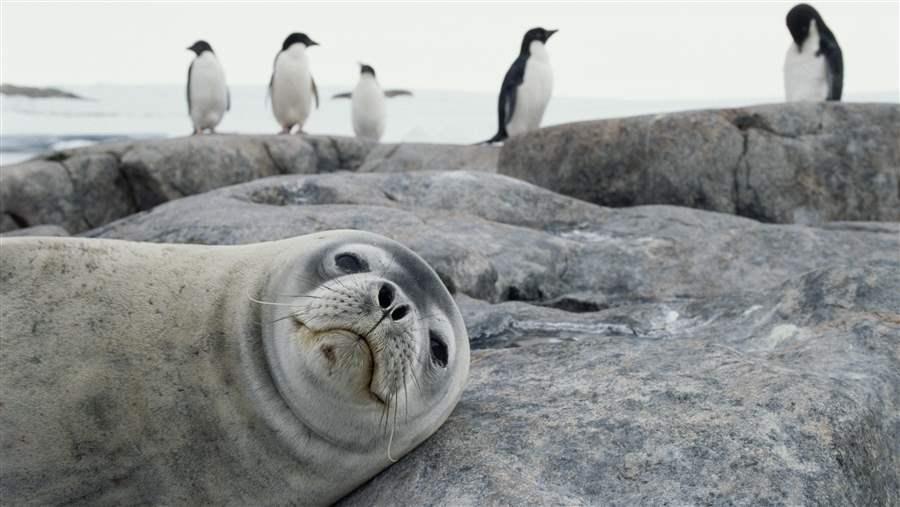 Marine protected areas in the Southern Ocean