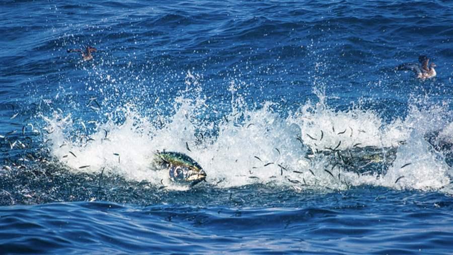 Pacific bluefin tuna