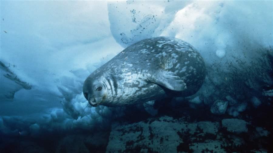 Protection for East Antarctica