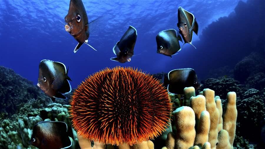 Easter Island Marine Protected Area