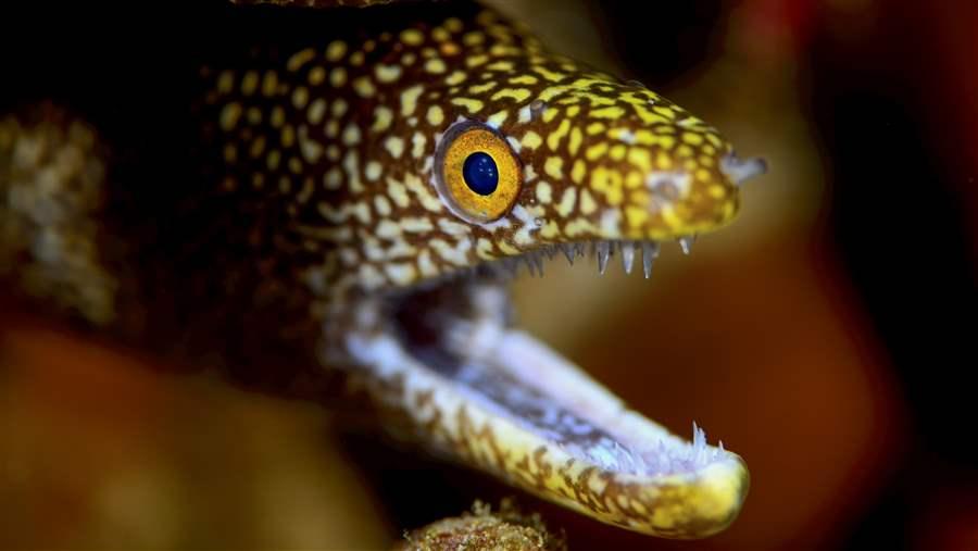 Easter Island Marine Protected Area