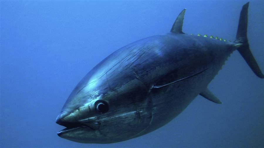 Easter Island Marine Protected Area