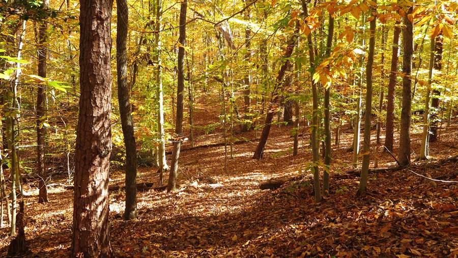 Prince William Forest Park