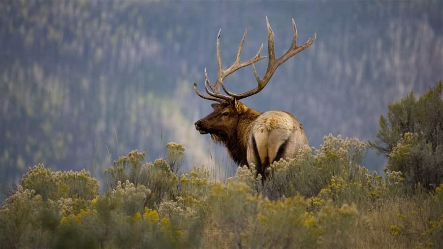 Bull Elk